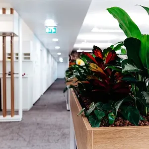 Nahaufnahme grüner Pflanzen in Holztrögen im Büroflur