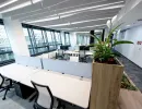 Großraumbüro mit hellen Arbeitsplätzen und Pflanzenmodul im Vordergrund