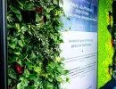 Vertikale Pflanzenwand mit Moos und digitaler Präsentationstafel